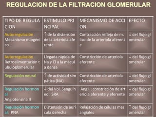 REGULACION DE LA FILTRACION GLOMERULAR
TIPO DE REGULA
CION
ESTIMULO PRI
NCIPAL
MECANISMO DE ACCI
ON
EFECTO
Autorregulación
Mecanismo miogéni
co
 de la distensión
de la arteriola afe
rente
Contracción refleja de m.
liso de la arteriola aferent
e
 del flujo gl
omerular
Autorregulación
Retroalimentación t
ubuloglomerular
Llegada rápida de
Na y Cl a la mácul
a densa
Constricción de arteriola
aferente
 del flujo gl
omerular
Regulación neural  de actividad sim
pática (NA)
Constricción de arteriola
aferente
 del flujo gl
omerular
Regulación hormon
al
Angiotensina II
 del Vol. Sanguín
eo: SRA
Ang II: constricción de art
eriola aferente y eferente
 del flujo gl
omerular
Regulación hormon
al: PNA
Distensión de aurí
cula derecha
Relajación de células mes
angiales
 del flujo gl
omerular
 