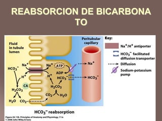 REABSORCION DE BICARBONA
TO
 
