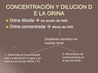CONCENTRACIÓN Y DILUCION D
E LA ORINA
 Orina diluida  sin acción de HAD
 Orina concentrada  efecto de HAD
Gradiente osmótico en
medula renal
1- Diferencia en la permeabili
dad y reabsorción e agua y so
lutos en el asa de Henle y TC
2- Mecanismo de
contracorriente en
el asa de henle
 