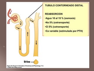 TUBULO CONTORNEADO DISTAL
REABSORCION
•Agua 10 al 15 % (osmosis)
•Na 5% (cotransporte)
•Cl 5% (cotransporte)
•Ca variable (estimulado por PTH)
 
