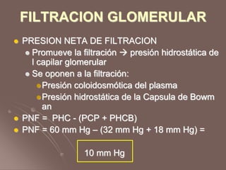 FILTRACION GLOMERULAR
 PRESION NETA DE FILTRACION
 Promueve la filtración  presión hidrostática de
l capilar glomerular
 Se oponen a la filtración:
Presión coloidosmótica del plasma
Presión hidrostática de la Capsula de Bowm
an
 PNF = PHC - (PCP + PHCB)
 PNF = 60 mm Hg – (32 mm Hg + 18 mm Hg) =
10 mm Hg
 