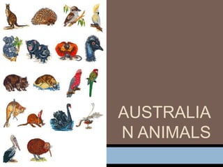 AUSTRALIA
N ANIMALS
 