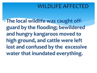 The local wildlife was caught off-
guard by the flooding; bewildered
and hungry kangaroos moved to
high ground, and cattle were left
lost and confused by the excessive
water that inundated everything.
WILDLIFE AFFECTED
 