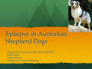 Epilepsy in Australian Shepherd Dogs Mentor: Ned Patterson DVM, PhD, DACVIM Katie Minor Valeria Rivera Genetics Lab- James Mickelson 