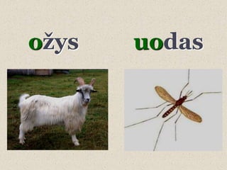 oţys   uodas
 