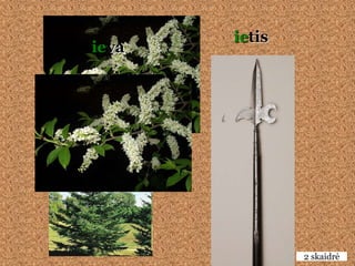 ietis
ieva




               2 skaidrė
 