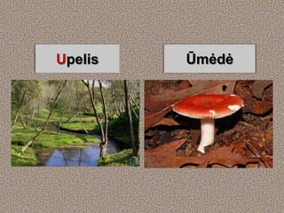 Upelis   Ūmėdė
 