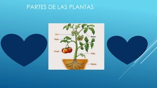 PARTES DE LAS PLANTAS
 