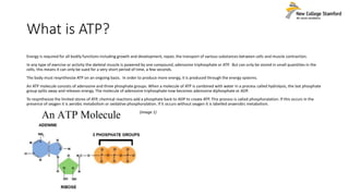 What is ATP?
Energy is required for all bodily functions including growth and development, repair, the transport of various substances between cells and muscle contraction.
In any type of exercise or activity the skeletal muscle is powered by one compound, adenosine triphosphate or ATP. But can only be stored in small quantities in the
cells, this means it can only be sued for a very short period of time, a few seconds.
The body must resynthesize ATP on an ongoing basis. In order to produce more energy, it is produced through the energy systems.
An ATP molecule consists of adenosine and three phosphate groups. When a molecule of ATP is combined with water in a process called hydrolysis, the last phosphate
group splits away and releases energy. The molecule of adenosine triphosphate now becomes adenosine diphosphate or ADP.
To resynthesize the limited stores of ATP, chemical reactions add a phosphate back to ADP to create ATP. This process is called phosphorylation. If this occurs in the
presence of oxygen it is aerobic metabolism or oxidative phosphorylation. If it occurs without oxygen it is labelled anaerobic metabolism.
(Image 1)
 