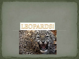 LEOPARDS! 