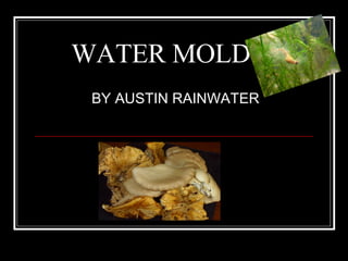 WATER MOLDS BY AUSTIN RAINWATER 