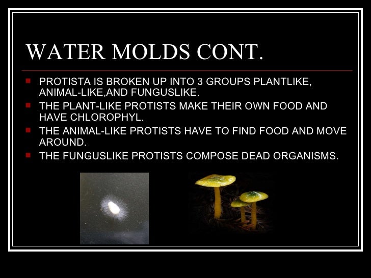 Austin's Water Mold Project