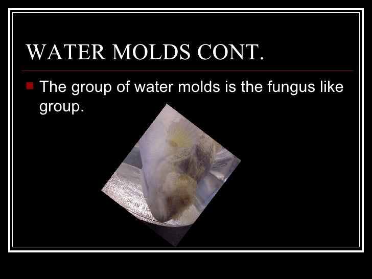 Austin's Water Mold Project