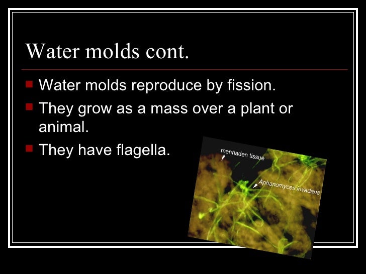 Austin's Water Mold Project