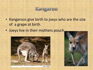 • Kangaroos give birth to joeys who are the size
  of a grape at birth.
• Joeys live in their mothers pouch
 