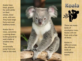 Koalas have
thick, grayish
fur, with white
on their
chests, inner
arms, and ears.
They have large
furry ears and
leathery noses.     There are many
                    kinds of
Koalas live in      eucalyptus trees.
trees, sometime     Koalas will eat
s coming down       from only a few
to the ground to    of these.
seek shade or
another tree.       Koalas in
They                different areas
occasionally        like different
jump from one       kinds of
tree to the next.   eucalyptus
                    leaves.
 