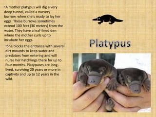 •A mother platypus will dig a very
deep tunnel, called a nursery
burrow, when she's ready to lay her
eggs. These burrows sometimes
extend 100 feet (30 meters) from the
water. They have a leaf-lined den
where the mother curls up to
incubate her eggs.
•She blocks the entrance with several
dirt mounds to keep water and
predators from entering and will
nurse her hatchlings there for up to
four months. Platypuses are long-
lived, surviving 20 years or more in
captivity and up to 12 years in the
wild.
 