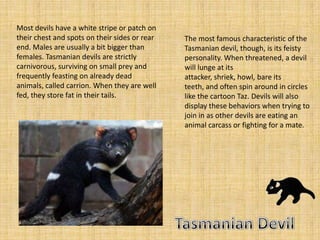 Most devils have a white stripe or patch on
their chest and spots on their sides or rear   The most famous characteristic of the
end. Males are usually a bit bigger than       Tasmanian devil, though, is its feisty
females. Tasmanian devils are strictly         personality. When threatened, a devil
carnivorous, surviving on small prey and       will lunge at its
frequently feasting on already dead            attacker, shriek, howl, bare its
animals, called carrion. When they are well    teeth, and often spin around in circles
fed, they store fat in their tails.            like the cartoon Taz. Devils will also
                                               display these behaviors when trying to
                                               join in as other devils are eating an
                                               animal carcass or fighting for a mate.
 