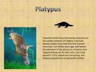 •Scientists think these fascinating creatures are
the earliest relatives of modern mammals.
Recent studies show that they first evolved
more than 112 million years ago, well before
the extinction of the dinosaurs. Humans once
trapped platypuses for their skins, but a law
passed in 1912 ended such harvesting, and
platypus populations are generally healthy.
 