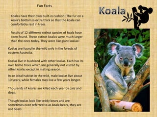 Fun Facts

 Koalas have their own built-in cushion! The fur on a
 koala's bottom is extra thick so that the koala can
 comfortably rest in trees.

 Fossils of 12 different extinct species of koala have
 been found. These extinct koalas were much larger
 than the ones today. They were like giant koalas!

Koalas are found in the wild only in the forests of
eastern Australia.

Koalas live in bushland with other koalas. Each has its
own home trees which are generally not visited by
other koalas except in mating season.
In an ideal habitat in the wild, male koalas live about
10 years, while females may live a few years longer.

Thousands of koalas are killed each year by cars and
dogs.

Though koalas look like teddy bears and are
sometimes even referred to as koala bears, they are
not bears.
 