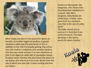 Koalas are Marsupials, like
                                                          kangaroos. This means that
                                                          they keep their newborns in
                                                          a pouch. Also like a
                                                          kangaroo, baby koalas are
                                                          called joeys. A koala mom
                                                          gives birth to a newborn
                                                          Joey that is the size of a jelly
                                                          bean!
                                                          The baby cannot see as
                                                          soon as it is born but it can
                                                          smell and touch. The baby
                                                          develops in the moms
After a baby has been in the pouch for about six
                                                          pouch for seven months
months, its mother begins to produce a special
substance called pap.The joey feeds on this in
addition to the milk it's already getting. Pap comes
from the mother's intestines and contains bacteria
that the joey needs to have in its own intestines so
that it can digest an adult diet of eucalyptus leaves.
At about seven months, the joey leaves the pouch to
eat leaves, but returns to it to nurse. By the time the
joey is about one year old, it stops nursing and eats
just leaves.
 