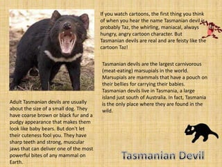 If you watch cartoons, the first thing you think
                                        of when you hear the name Tasmanian devil is
                                        probably Taz, the whirling, maniacal, always
                                        hungry, angry cartoon character. But
                                        Tasmanian devils are real and are feisty like the
                                        cartoon Taz!


                                        Tasmanian devils are the largest carnivorous
                                        (meat-eating) marsupials in the world.
                                        Marsupials are mammals that have a pouch on
                                        their bellies for carrying their babies.
                                        Tasmanian devils live in Tasmania, a large
                                        island just south of Australia. In fact, Tasmania
Adult Tasmanian devils are usually      is the only place where they are found in the
about the size of a small dog. They     wild.
have coarse brown or black fur and a
pudgy appearance that makes them
look like baby bears. But don't let
their cuteness fool you. They have
sharp teeth and strong, muscular
jaws that can deliver one of the most
powerful bites of any mammal on
Earth.
 