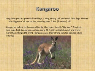 Kangaroos possess powerful hind legs, a long, strong tail, and small front legs. They’re
   the biggest of all marsupials, standing over 6 feet (2 meters) tall.

 Kangaroos belong to the animal family Macropus, literally "big foot." Thanks to
their large feet, kangaroos can leap some 30 feet in a single bound, and travel
more than 30 mph (48 kmh). Kangaroos use their strong tails for balance while
jumping.
 