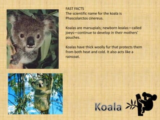 FAST FACTS
The scientific name for the koala is
Phascolarctos cinereus.

Koalas are marsupials; newborn koalas—called
joeys—continue to develop in their mothers'
pouches.

Koalas have thick woolly fur that protects them
from both heat and cold. It also acts like a
raincoat.
 