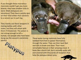 If you thought these marvelous
mammals couldn't get any more
bizarre, they have another trick in
store: Male platypuses are
venomous! They have a pointy spur
on their hind ankles that connects
to a venom sac in each leg.

They mainly use these weapons in
mating battles with other
males, but they will attack with
them if threatened. The poison is
not strong enough to kill a
human, but people who have been
stung say the wound is extremely      These water-loving mammals have fully
painful.                              webbed front feet to power themselves
                                      through the water. They use their back feet
                                      and tails to brake and steer. Their most
                                      remarkable feature is their amazing snout. It
                                      looks like a duck's bill, but is actually quite soft
                                      and covered with thousands of receptors that
                                      help the platypus detect prey.
 