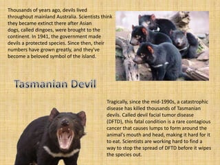 Thousands of years ago, devils lived
throughout mainland Australia. Scientists think
they became extinct there after Asian
dogs, called dingoes, were brought to the
continent. In 1941, the government made
devils a protected species. Since then, their
numbers have grown greatly, and they've
become a beloved symbol of the island.




                                            Tragically, since the mid-1990s, a catastrophic
                                            disease has killed thousands of Tasmanian
                                            devils. Called devil facial tumor disease
                                            (DFTD), this fatal condition is a rare contagious
                                            cancer that causes lumps to form around the
                                            animal's mouth and head, making it hard for it
                                            to eat. Scientists are working hard to find a
                                            way to stop the spread of DFTD before it wipes
                                            the species out.
 