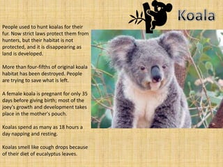 People used to hunt koalas for their
fur. Now strict laws protect them from
hunters, but their habitat is not
protected, and it is disappearing as
land is developed.

More than four-fifths of original koala
habitat has been destroyed. People
are trying to save what is left.

A female koala is pregnant for only 35
days before giving birth; most of the
joey's growth and development takes
place in the mother's pouch.

Koalas spend as many as 18 hours a
day napping and resting.

Koalas smell like cough drops because
of their diet of eucalyptus leaves.
 