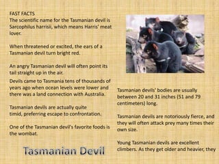 FAST FACTS
The scientific name for the Tasmanian devil is
Sarcophilus harrisii, which means Harris' meat
lover.

When threatened or excited, the ears of a
Tasmanian devil turn bright red.

An angry Tasmanian devil will often point its
tail straight up in the air.
Devils came to Tasmania tens of thousands of
years ago when ocean levels were lower and       Tasmanian devils' bodies are usually
there was a land connection with Australia.      between 20 and 31 inches (51 and 79
                                                 centimeters) long.
Tasmanian devils are actually quite
timid, preferring escape to confrontation.       Tasmanian devils are notoriously fierce, and
                                                 they will often attack prey many times their
One of the Tasmanian devil's favorite foods is   own size.
the wombat.
                                                 Young Tasmanian devils are excellent
                                                 climbers. As they get older and heavier, they
 