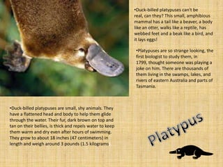 •Duck-billed platypuses can't be
                                                          real, can they? This small, amphibious
                                                          mammal has a tail like a beaver, a body
                                                          like an otter, walks like a reptile, has
                                                          webbed feet and a beak like a bird, and
                                                          it lays eggs!

                                                          •Platypuses are so strange looking, the
                                                          first biologist to study them, in
                                                          1799, thought someone was playing a
                                                          joke on him. There are thousands of
                                                          them living in the swamps, lakes, and
                                                          rivers of eastern Australia and parts of
                                                          Tasmania.



•Duck-billed platypuses are small, shy animals. They
have a flattened head and body to help them glide
through the water. Their fur, dark brown on top and
tan on their bellies, is thick and repels water to keep
them warm and dry even after hours of swimming.
They grow to about 18 inches (47 centimeters) in
length and weigh around 3 pounds (1.5 kilograms).
 