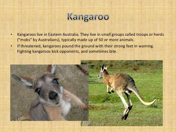australian presentation