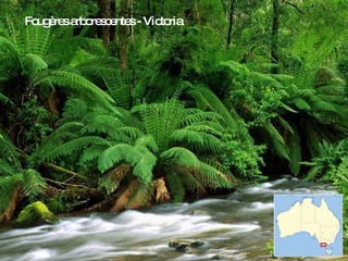 Fougères arborescentes - Victoria 