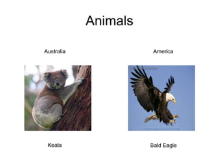 AnimalsAustraliaAmericaKoalaBald Eagle