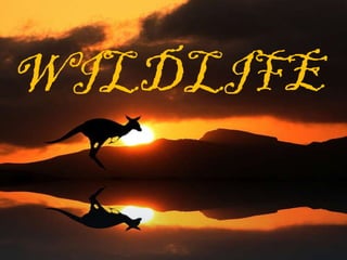 WILDLIFE 