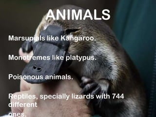 ANIMALS Marsupials like Kangaroo.  Monotremes like platypus. Poisonous animals. Reptiles, specially lizards with 744 different ones.  4400 different fishes.  