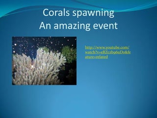 Corals spawningAn amazing eventhttp://www.youtube.com/watch?v=eRZczb96uDo&feature=related