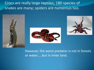 Crocs are reallylarge reptiles; 180 species of snakes are many; spiders are numeroustoo. However, the worst predator is not in forestsor water…..but in inner land.