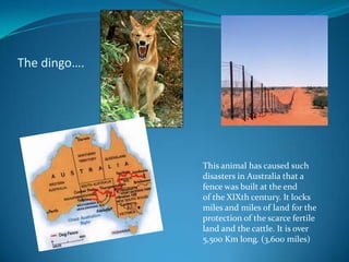 The dingo….This animal has caused such disasters in Australia that a fence was built at the end of the XIXth century. It locks miles and miles of land for the protection of the scarce fertile land and the cattle. It is over 5,500 Km long. (3,600 miles)
