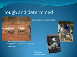 Tough and determinedCattle grazing in the outbackThey are also funny and competitive. They make a joke of everything.Shearing competitions