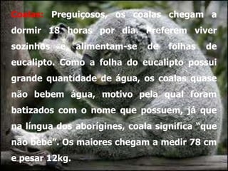Coalas: Preguiçosos, os coalas chegam a
dormir 18 horas por dia. Preferem viver
sozinhos   e    alimentam-se   de   folhas   de
eucalipto. Como a folha do eucalipto possui
grande quantidade de água, os coalas quase
não bebem água, motivo pela qual foram
batizados com o nome que possuem, já que
na língua dos aborígines, coala significa “que
não bebe”. Os maiores chegam a medir 78 cm
e pesar 12kg.
 