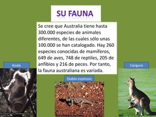 Se cree que Australia tiene hasta 300.000 especies de animales diferentes, de las cuales sólo unas 100.000 se han catalogado. Hay 260 especies conocidas de mamíferos, 649 de aves, 748 de reptiles, 205 de anfibios y 216 de peces. Por tanto, la fauna australiana es variada.  Koala Canguro Diablo espinoso 