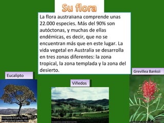 La flora australiana comprende unas 22.000 especies. Más del 90% son autóctonas, y muchas de ellas endémicas, es decir, que no se encuentran más que en este lugar. La vida vegetal en Australia se desarrolla en tres zonas diferentes: la zona tropical, la zona templada y la zona del desierto. Eucalipto Viñedos Grevillea Banksii 