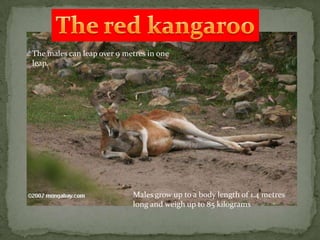 The males can leap over 9 metres in one
leap.




                            Males grow up to a body length of 1.4 metres
                            long and weigh up to 85 kilograms
 