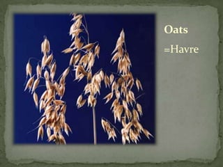 Oats
=Havre
 