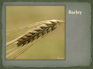 Barley
 