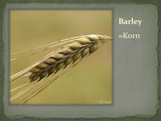 Barley
=Korn
 