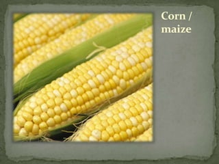 Corn /
maize
 